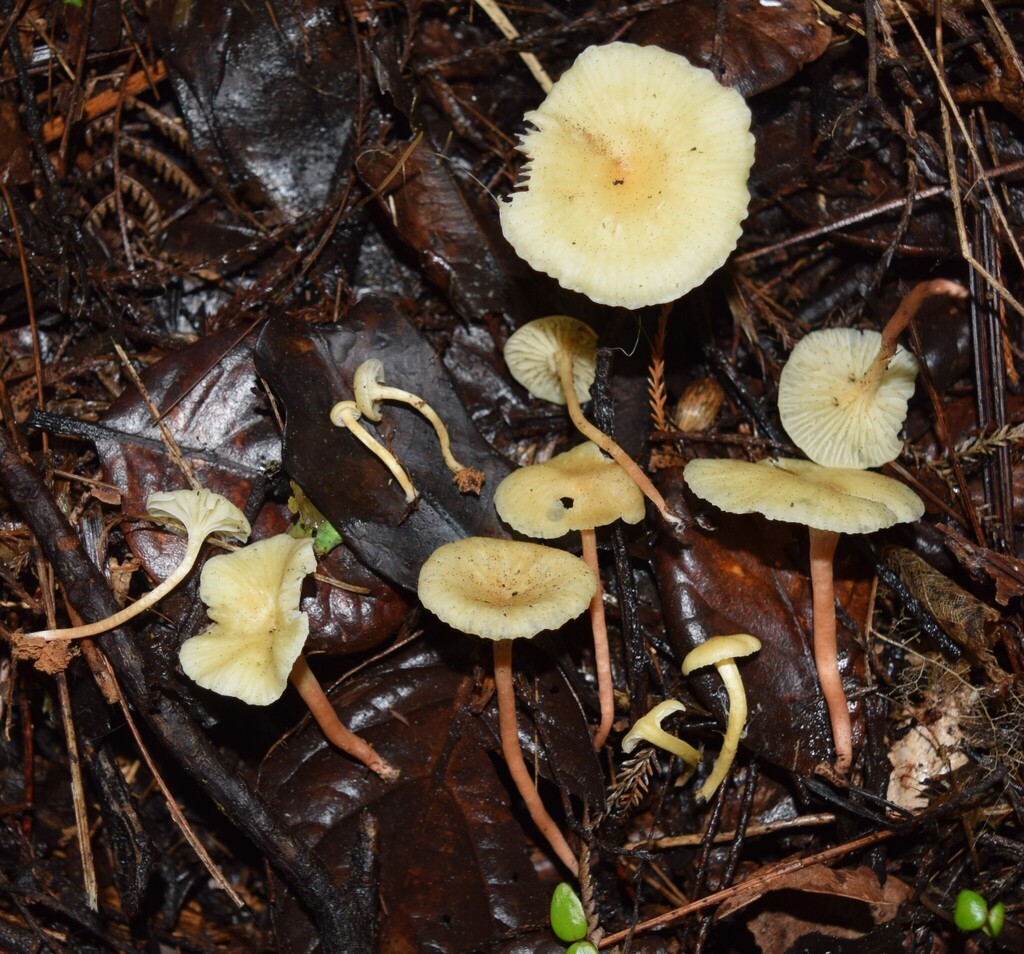 Cuphophyllus salmonipes