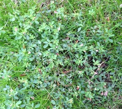 Acmispon parviflorus