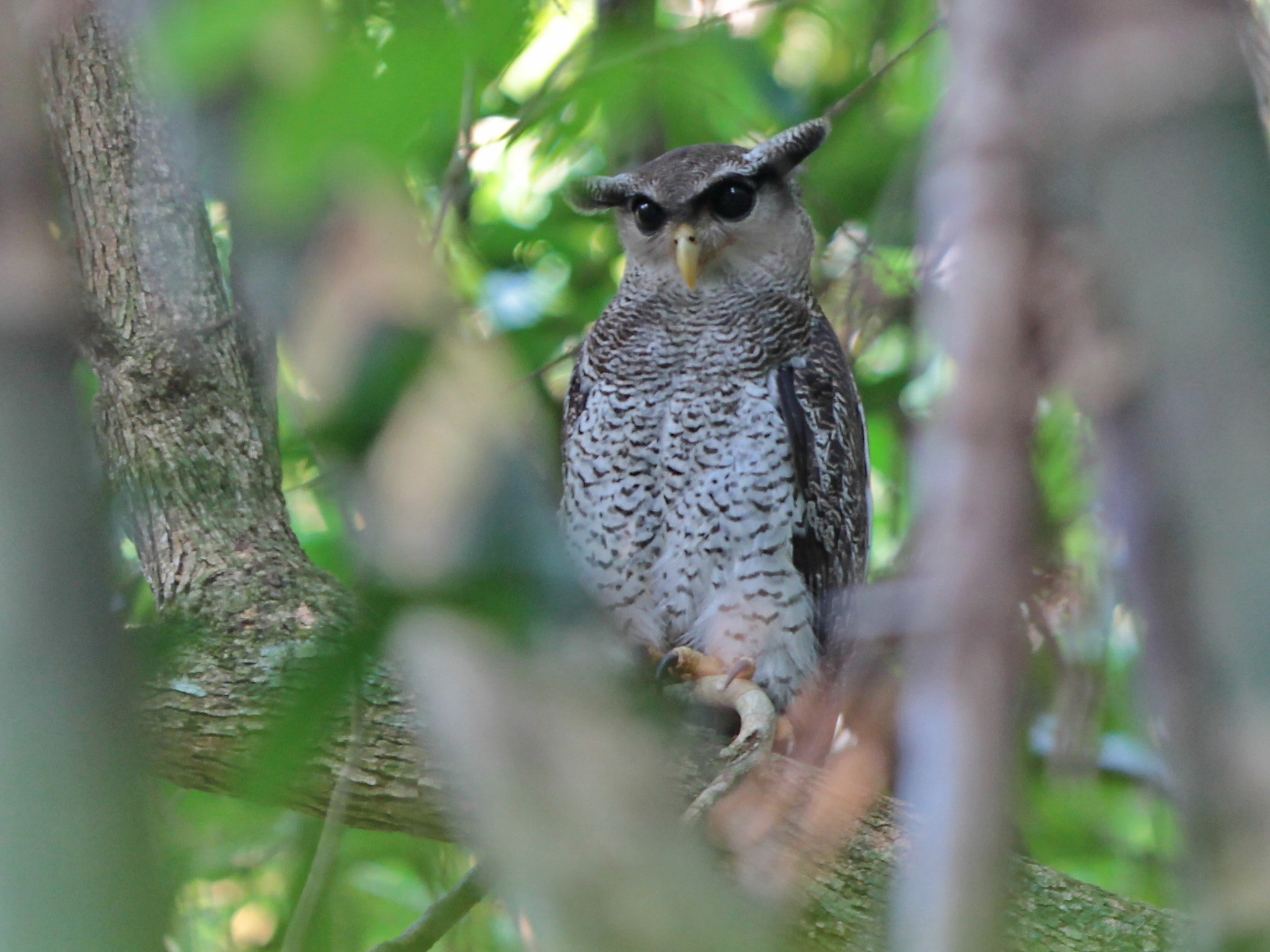 Barred Eagle Owl (Ketupa sumatrana)
