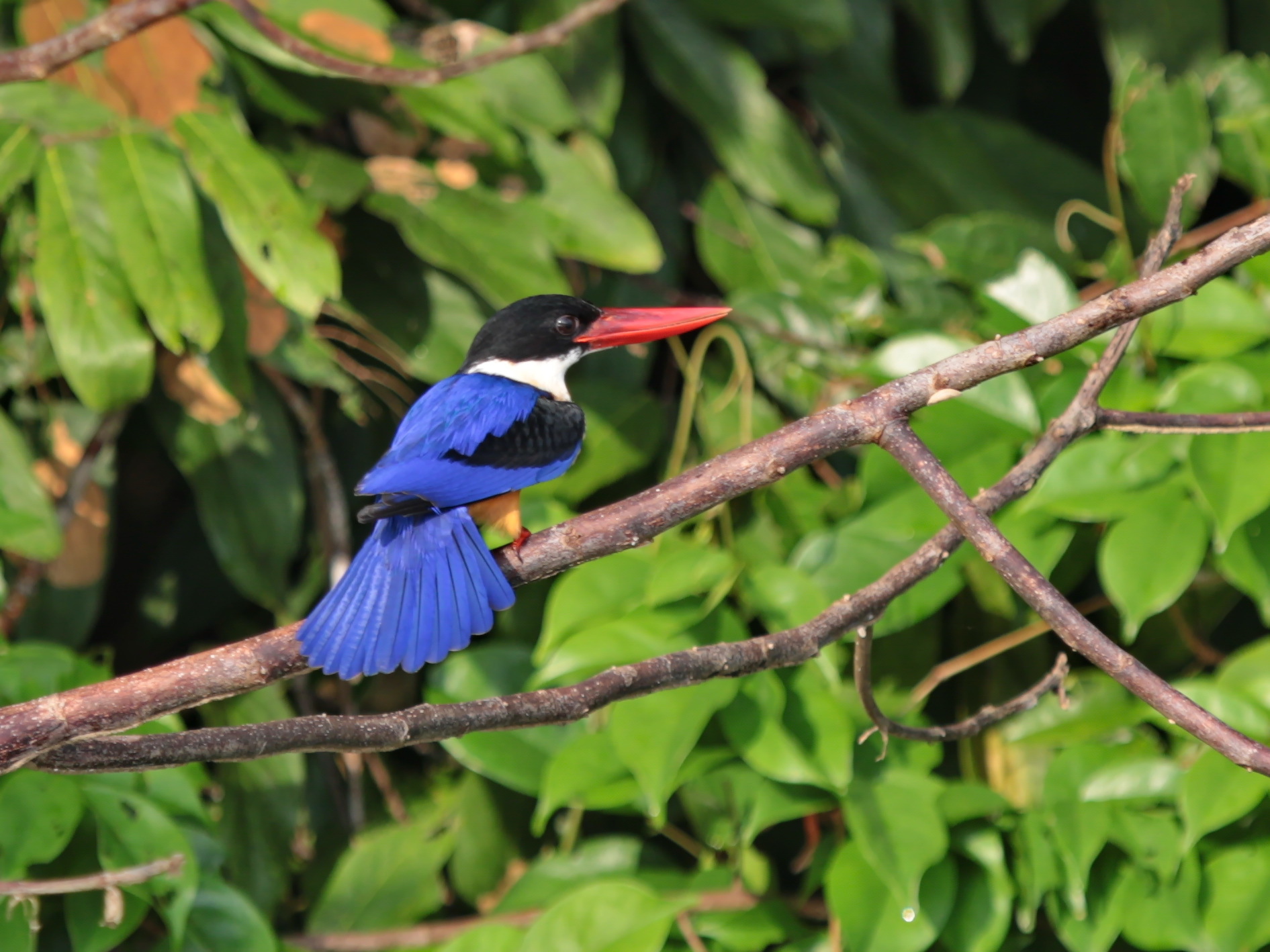 Black-capped Kingfisher