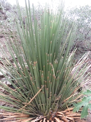 Dasylirion longissimum