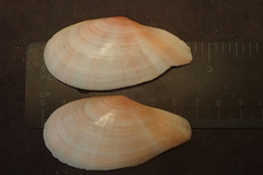 Pharaonella sieboldii