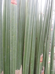 Dasylirion longissimum