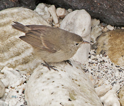 Grey Warbler-Finch (Certhidea fusca), photo 3