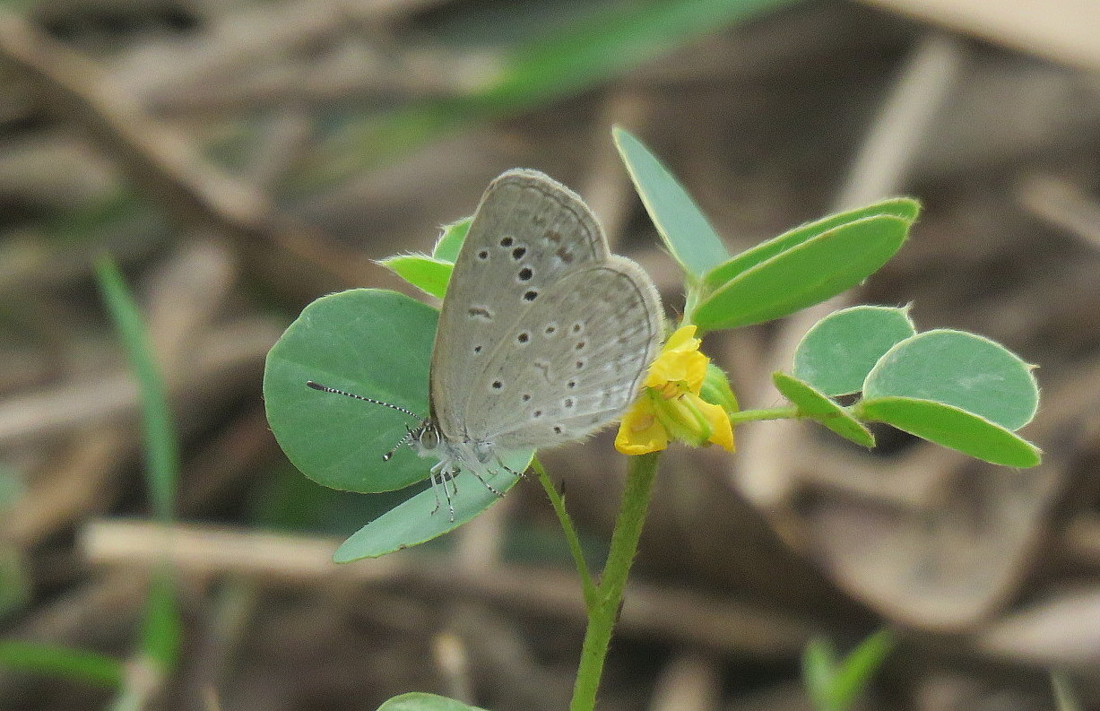 Pale Grass Blue