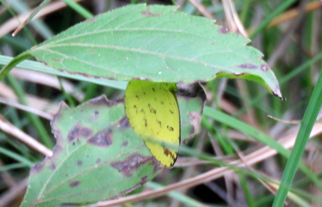 Common Grass Yellow