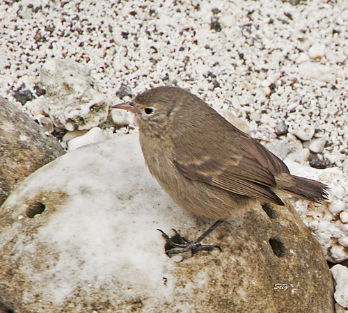 Géospize gris (Certhidea fusca)