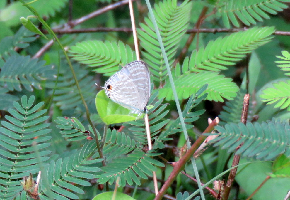 Common Cerulean