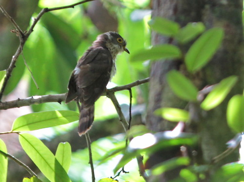 Malaysian Hawk-Cuckoo (Hierococcyx fugax), photo 7