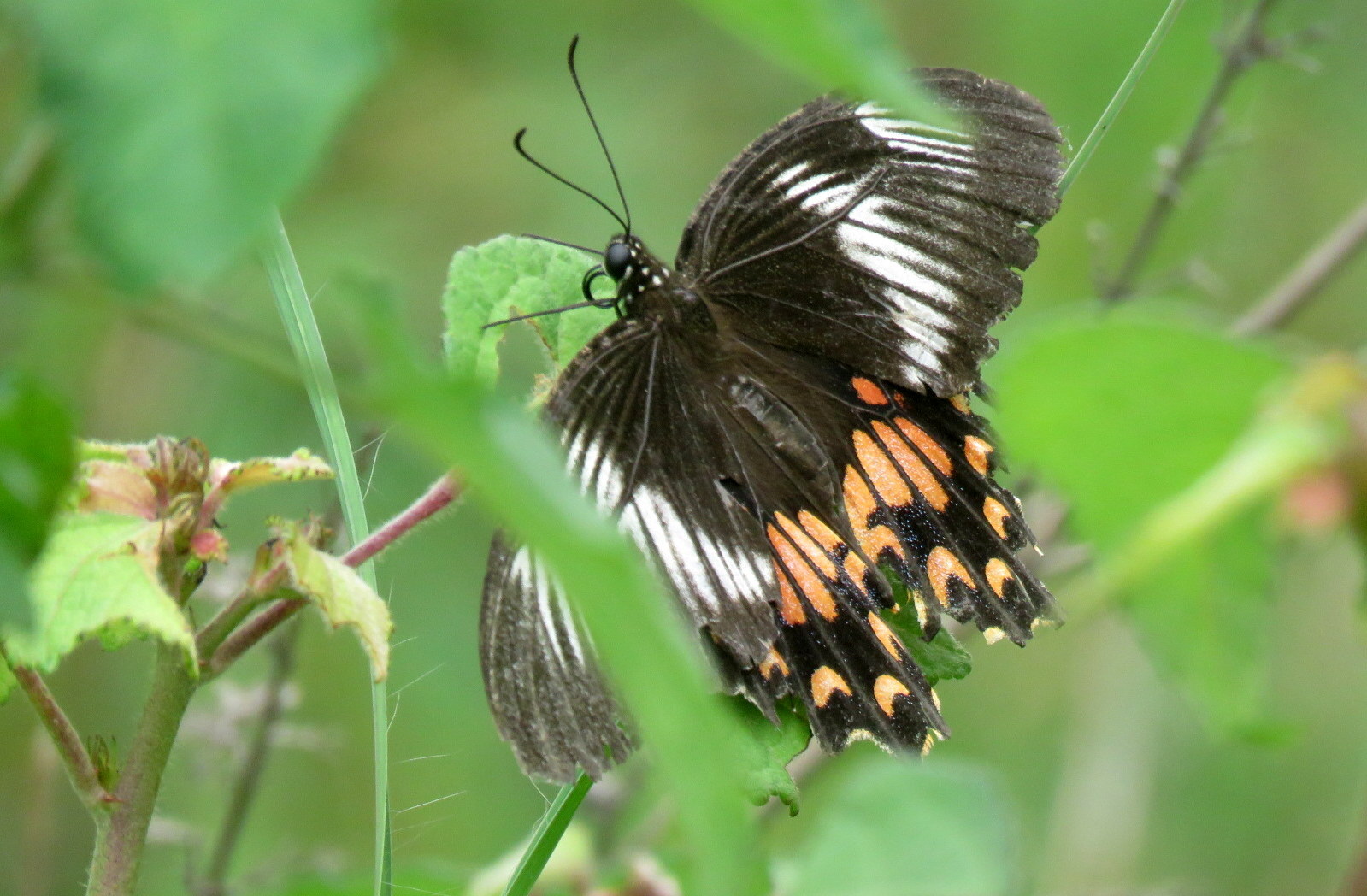 Common Mormon