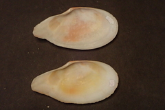 Pharaonella sieboldii