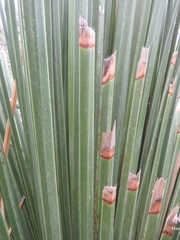 Dasylirion longissimum