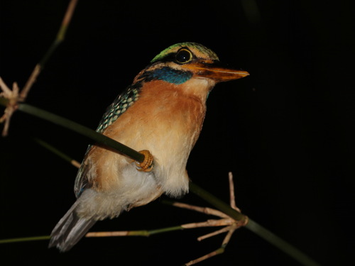 Rufous-collared Kingfisher (Actenoides concretus), photo 9