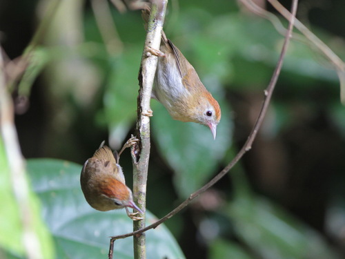 Rufous-fronted Babbler (Cyanoderma rufifrons), photo 5