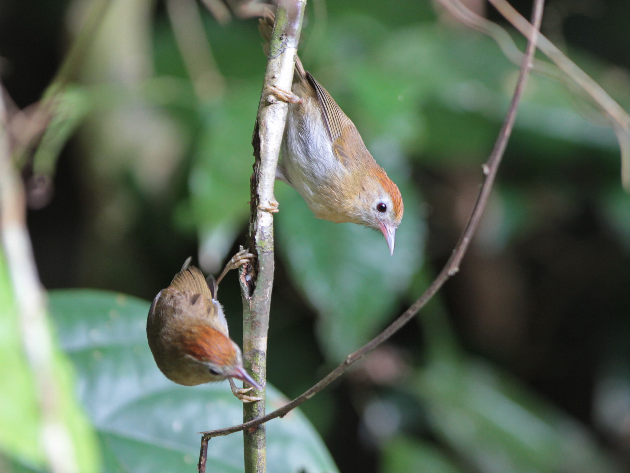 Rufous-fronted Babbler