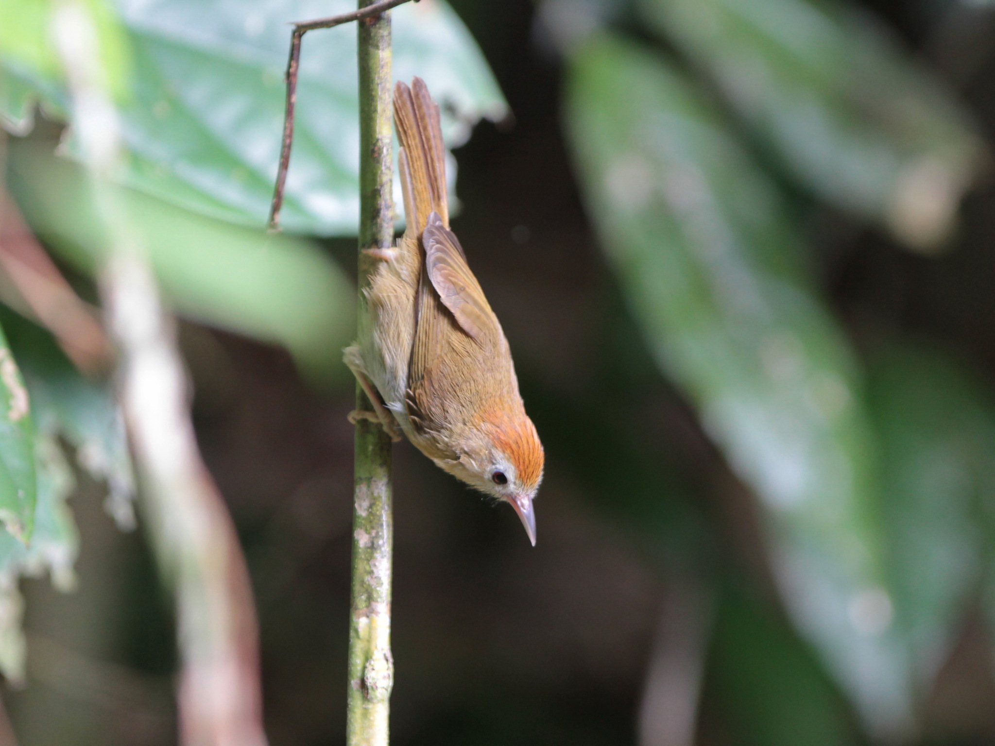 Rufous-fronted Babbler