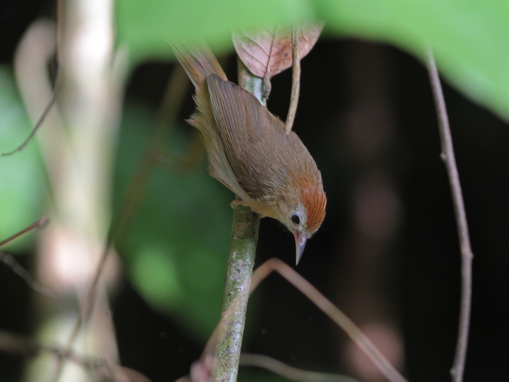Rufous-fronted Babbler