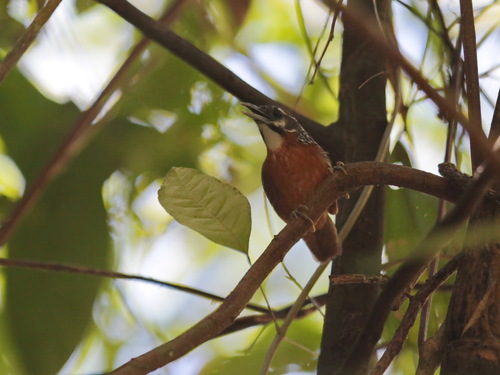 Spot-necked Babbler (Stachyris strialata), photo 1