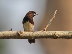 White-Bellied Munia photo 4