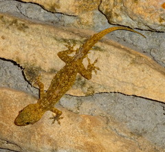 Hemidactylus