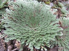 Selaginella gypsophila