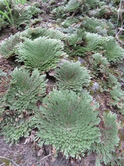 Selaginella gypsophila