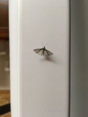 Alucita montana