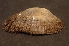 Barbatia barbata