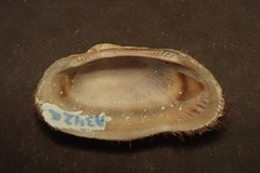Barbatia barbata