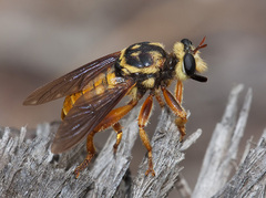 Laphria saffrana