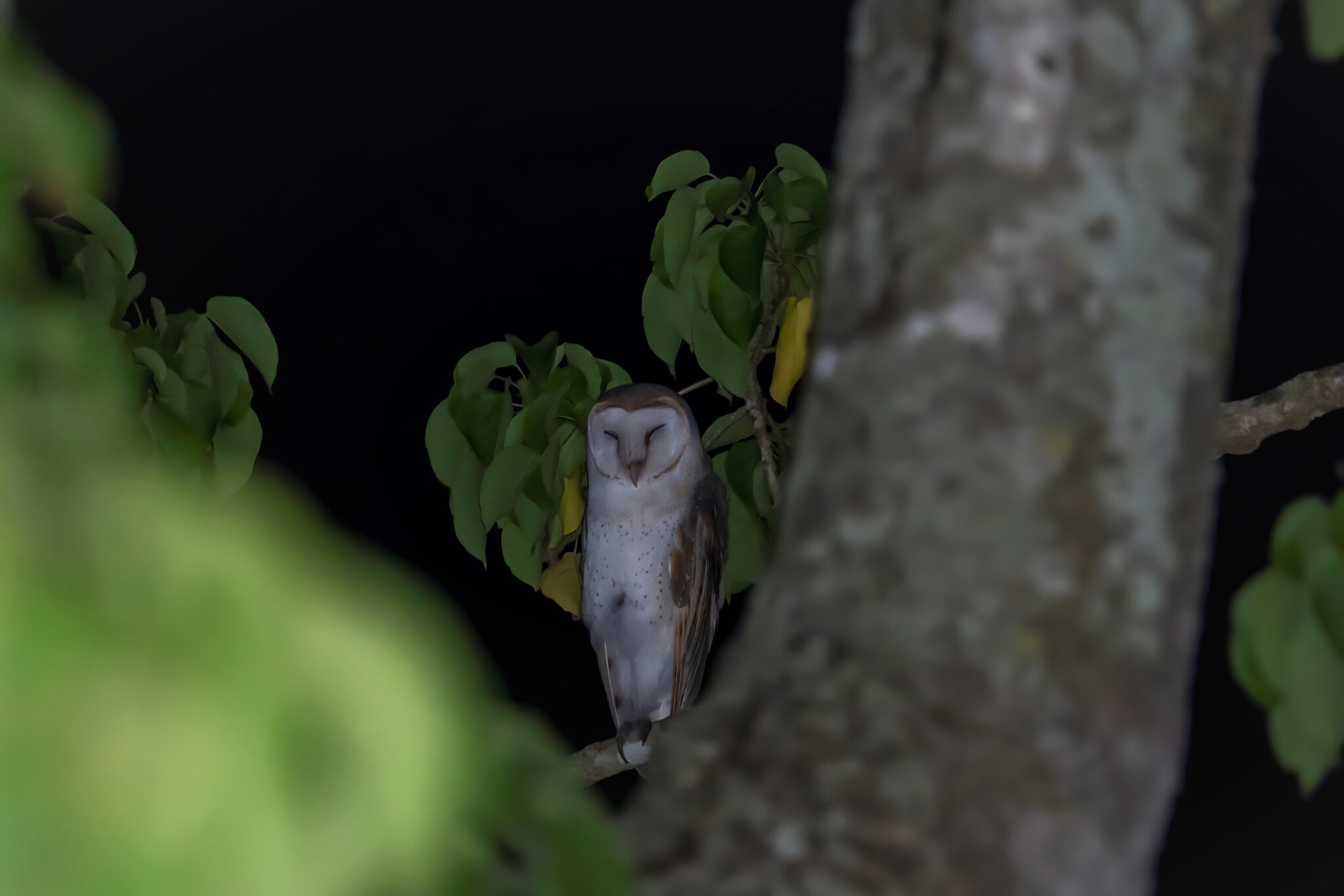 Eastern Barn Owl
