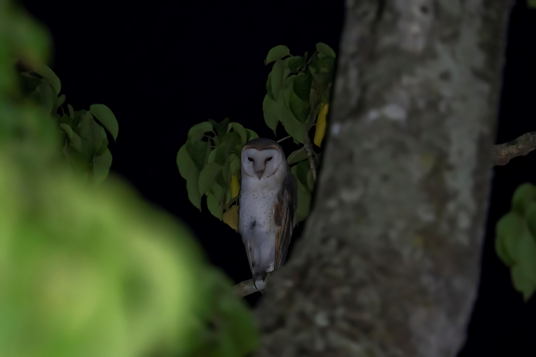 Eastern Barn Owl