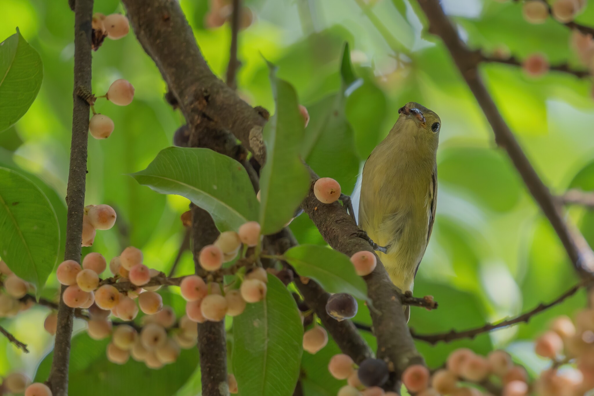 Plain Flowerpecker