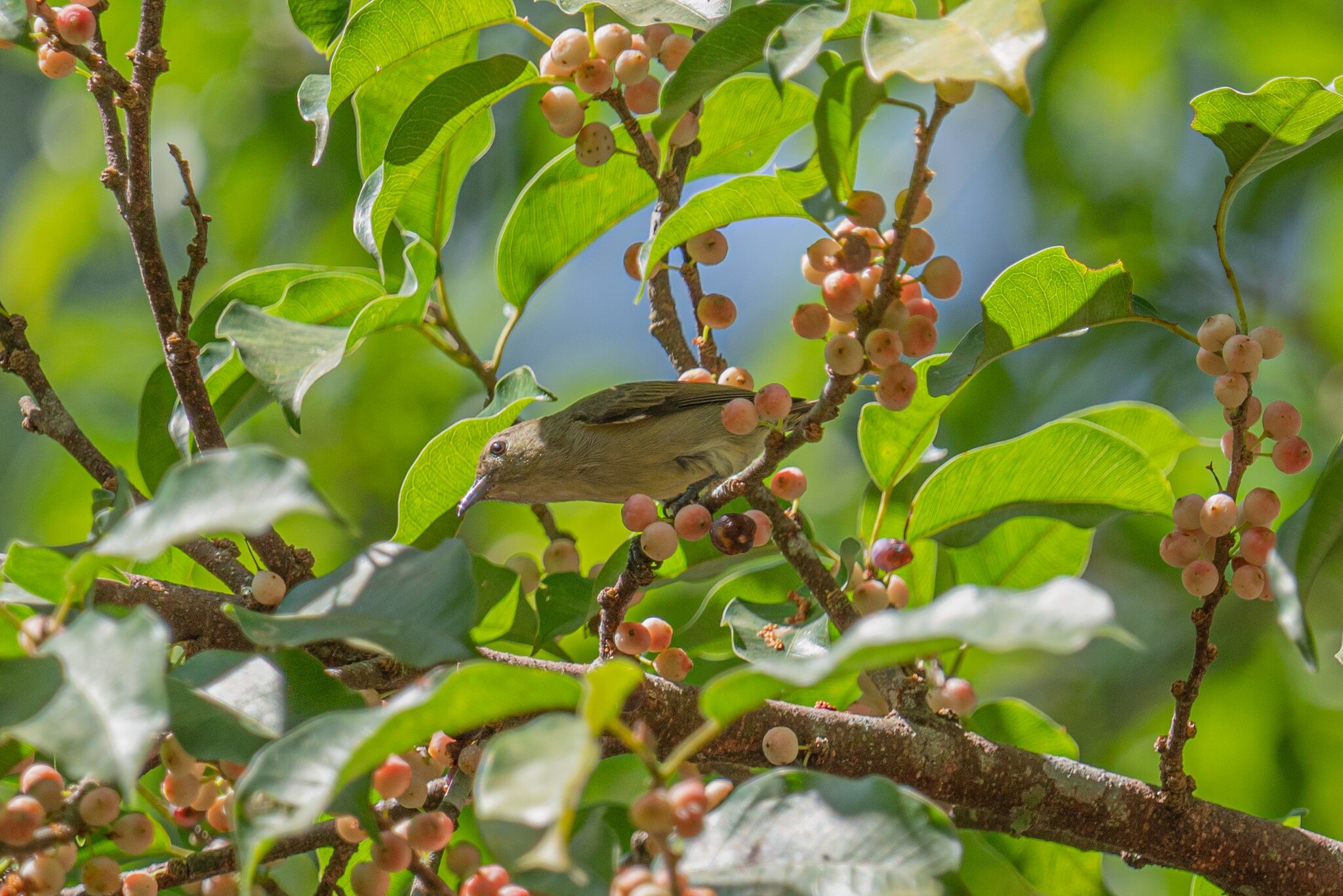 Plain Flowerpecker