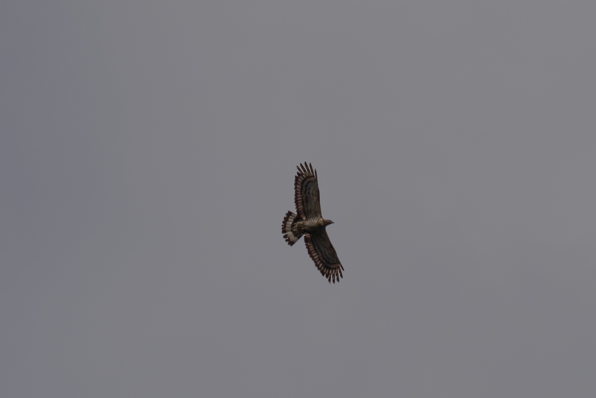 Crested Honey Buzzard