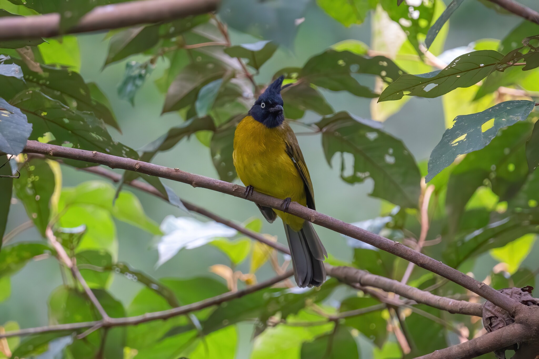Black-crested Bulbul