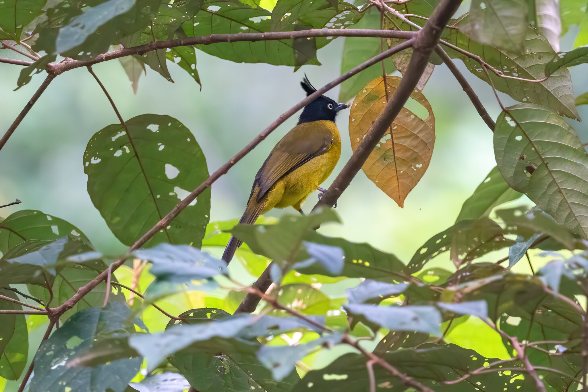 Black-crested Bulbul