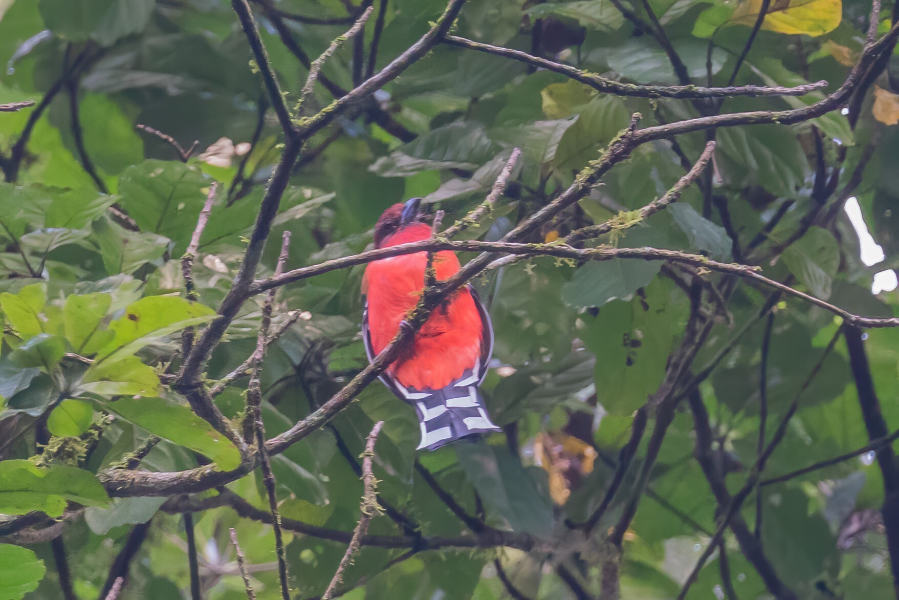 Red-headed Trogon