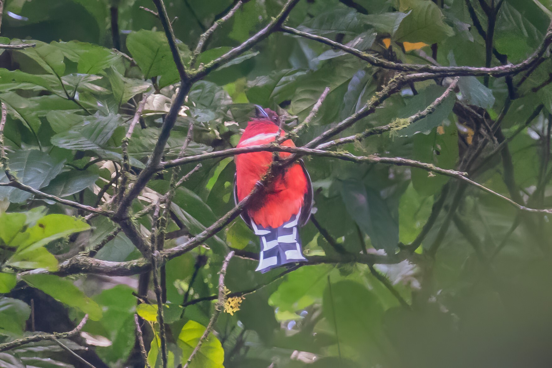 Red-headed Trogon