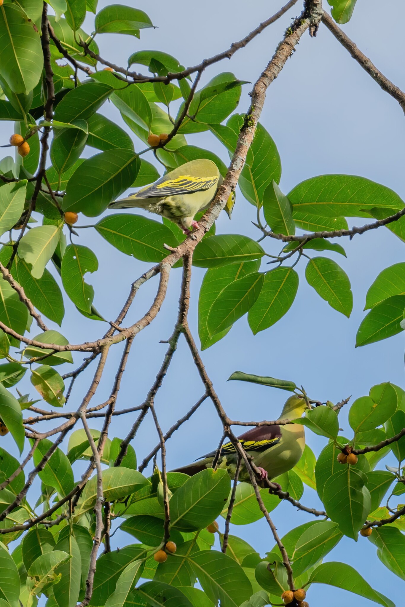 Ashy-headed Green Pigeon