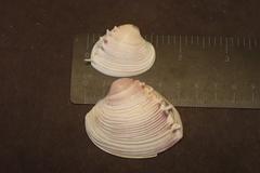 Hysteroconcha lupanaria