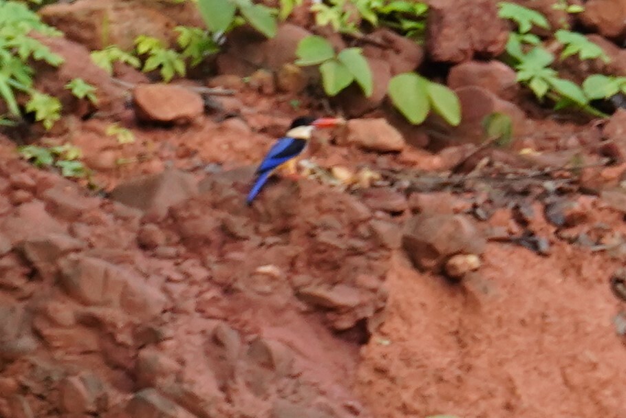 Black-capped Kingfisher