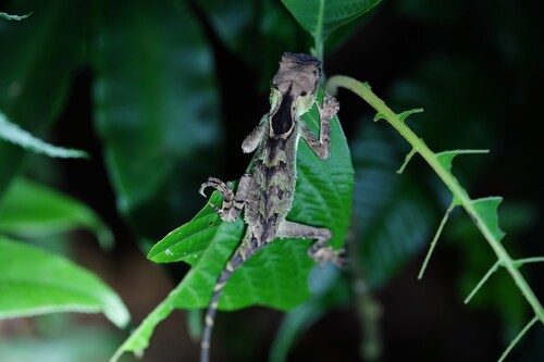 Red Lipped Horned Agamid”, Acanthosaura rubrilabris