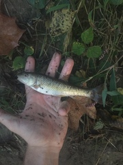 Nocomis leptocephalus