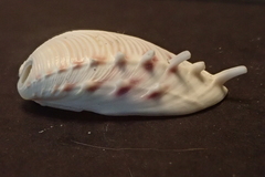 Hysteroconcha lupanaria