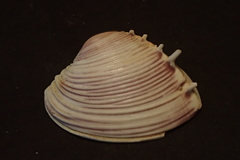 Hysteroconcha lupanaria