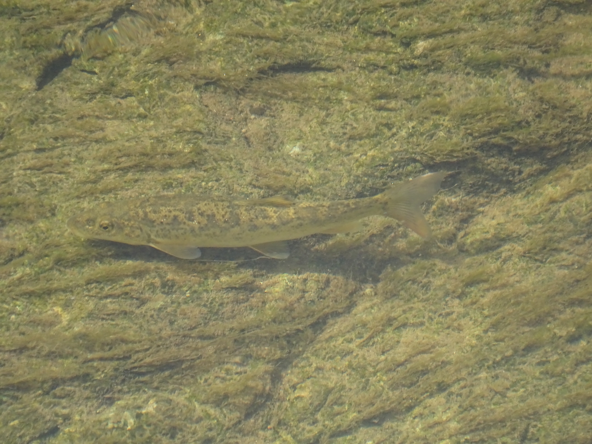 Carpathian Barbel photo 4