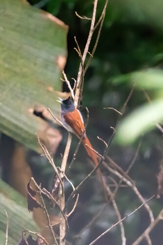 Blyth's Paradise Flycatcher (Terpsiphone affinis), photo 10