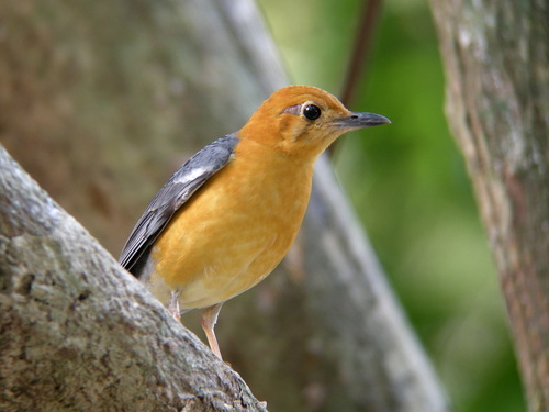 Orange-headed Thrush (Geokichla citrina), photo 10