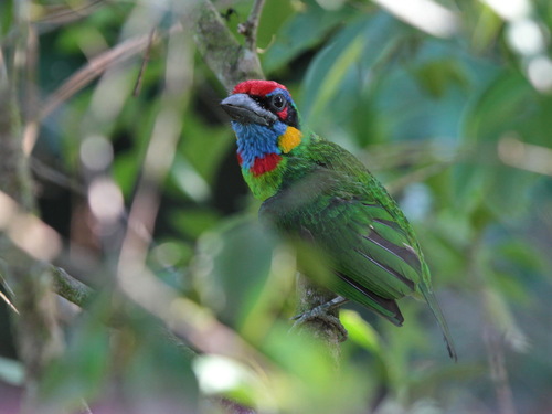 Red-crowned Barbet (Psilopogon rafflesii), photo 10